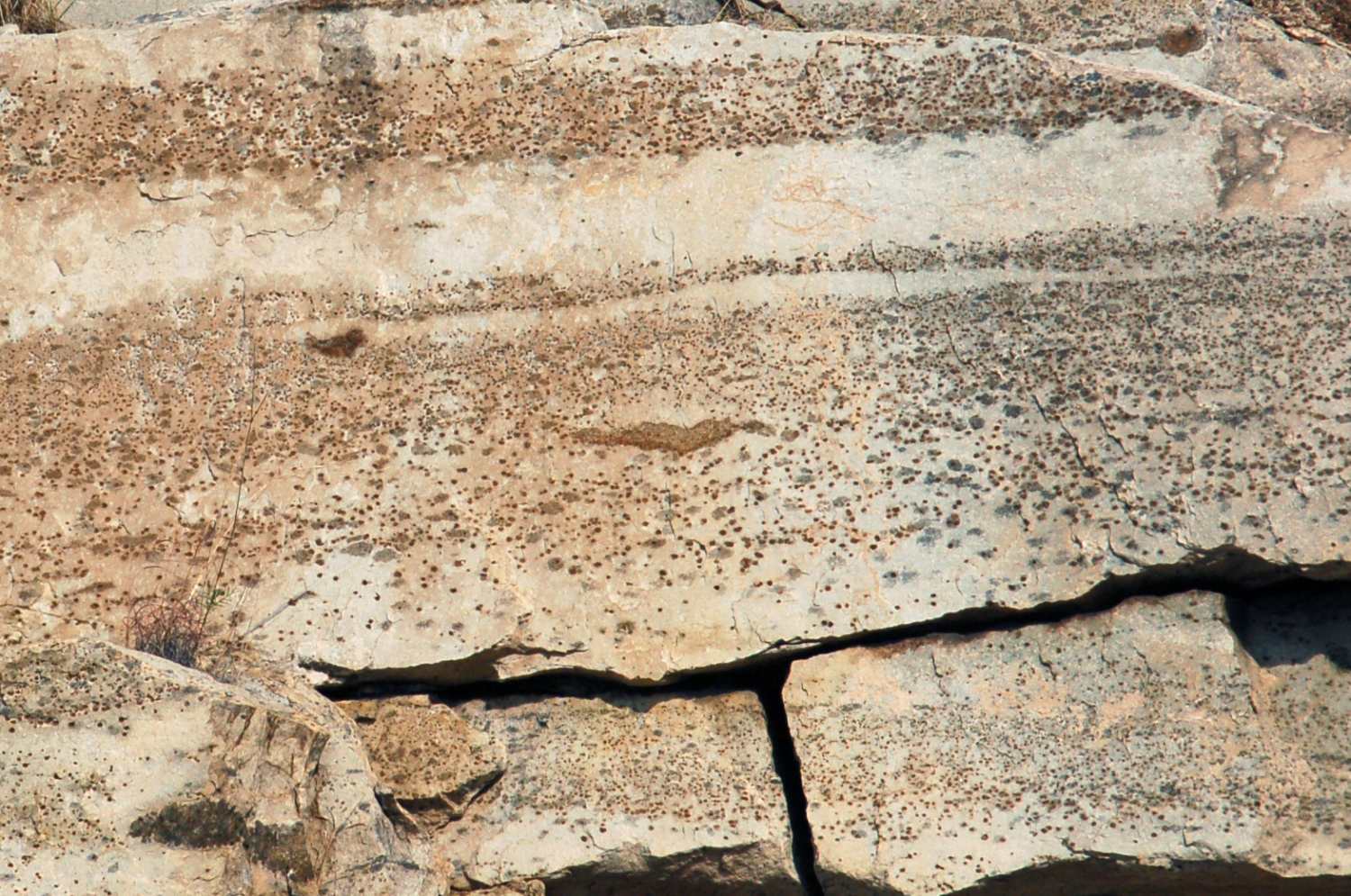 Anorthosite et filon de pyroxénite Anorthosite et pyroxénite du complexe magmatique du Bushveld Bushveld Bushveld, zone critique  Tweefontein Mine
